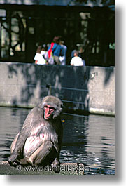 amsterdam, baboons, europe, vertical, zoo, photograph