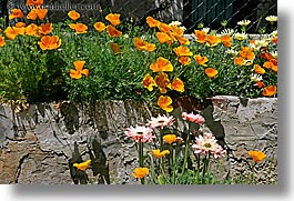 california, croatia, dubrovnik, europe, flowers, horizontal, poppies, photograph
