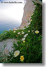 cliffs, croatia, dubrovnik, europe, flowers, ocean, vertical, photograph