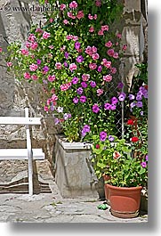 croatia, dubrovnik, europe, flowers, potted, vertical, photograph