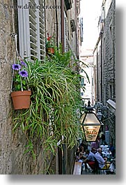 croatia, dubrovnik, europe, flowers, spider plant, vertical, walls, photograph