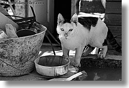 black and white, bowls, cats, croatia, dubrovnik, europe, horizontal, photograph