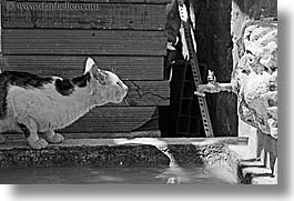 black and white, cats, croatia, dubrovnik, europe, horizontal, humor, spigot, water, photograph