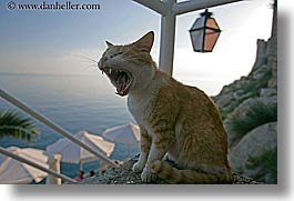 cats, croatia, dubrovnik, europe, horizontal, humor, laughing, yawn, photograph