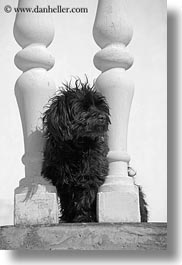 balusters, black, black and white, croatia, dogs, europe, groznjan, vertical, white, photograph