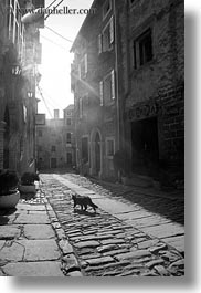 black and white, cats, cobblestones, croatia, europe, groznjan, materials, narrow streets, roads, stones, streets, vertical, photograph
