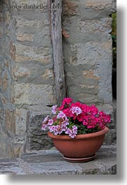 croatia, europe, flowers, groznjan, pink, stones, vertical, walls, photograph