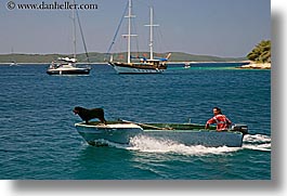 boats, croatia, dogs, europe, horizontal, hvar, men, ocean, speedboat, water, photograph