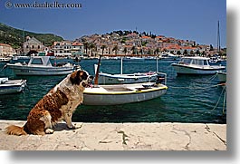 boats, croatia, dogs, europe, harbor, horizontal, hvar, st bernard, towns, photograph