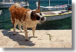 boats, croatia, dogs, europe, harbor, horizontal, hvar, st bernard, towns, photograph