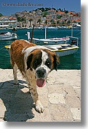 boats, croatia, dogs, europe, harbor, hvar, st bernard, towns, vertical, photograph