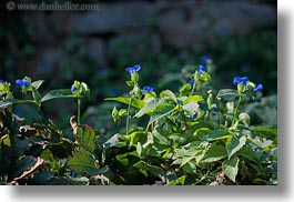 blues, croatia, europe, flowers, horizontal, mali losinj, photograph