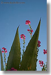 cactus, croatia, europe, flowers, milna, vertical, photograph