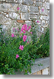 croatia, europe, flowers, milna, stones, vertical, walls, photograph