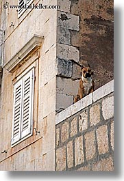 croatia, dogs, europe, ledge, milna, vertical, windows, photograph
