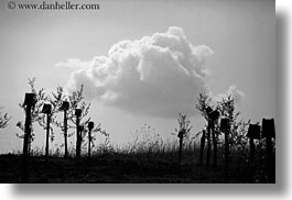 black and white, clouds, croatia, europe, horizontal, vines, photograph