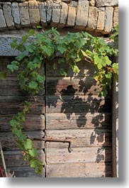croatia, doors, europe, ivy, old, vertical, woods, photograph