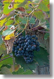 croatia, europe, grapes, red, vertical, photograph