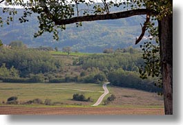 branches, croatia, europe, hills, horizontal, landscapes, motovun, nature, roads, scenics, trees, photograph