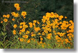croatia, daisies, europe, flowers, horizontal, marigolds, motovun, nature, scenics, yellow, photograph
