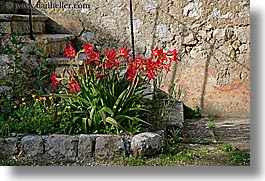amaryllis, croatia, europe, flowers, gardens, horizontal, sipan, photograph