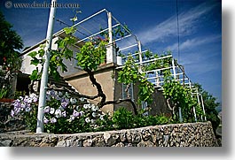 croatia, europe, flowers, gardens, grape vines, horizontal, houses, leaves, sipan, vines, photograph