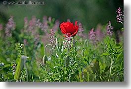 croatia, europe, flowers, horizontal, poppies, poppiy, red, sipan, photograph