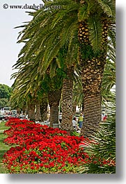 croatia, europe, flowers, palm trees, split, vertical, photograph