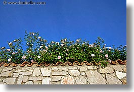 croatia, europe, horizontal, roses, ugljan, walls, photograph