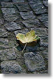 clobblestone, czech republic, europe, green, leaves, prague, streets, vertical, photograph