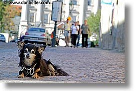 czech republic, dogs, europe, horizontal, likes, papillon, prague, streets, photograph