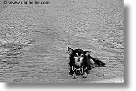 black and white, czech republic, dogs, europe, horizontal, likes, papillon, prague, streets, photograph