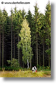 birch, czech republic, europe, hiking, sumava forest, vertical, photograph