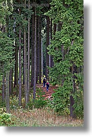 czech republic, europe, hiking, sumava forest, vertical, woods, photograph