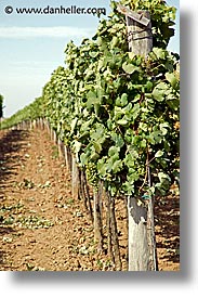 czech republic, europe, grapes, valtice, vertical, white, photograph