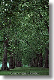 cities, england, english, europe, hyde, hyde park, london, park, trees, united kingdom, vertical, photograph