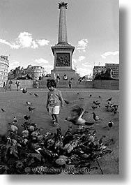 cities, england, english, europe, london, pigeons, traf, trafalgar, united kingdom, vertical, photograph