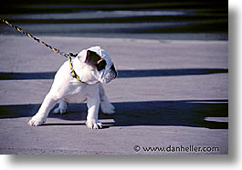 cannes, dogs, europe, france, horizontal, photograph