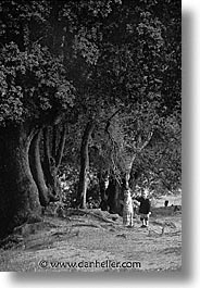 black and white, cauria, childrens, corsica, europe, france, trees, vertical, photograph