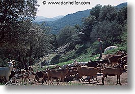 corsica, europe, france, fromagerie, goats, herd, horizontal, photograph