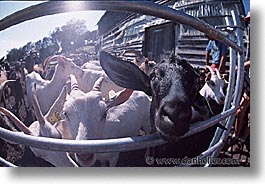 corsica, europe, france, fromagerie, goats, horizontal, milking, photograph