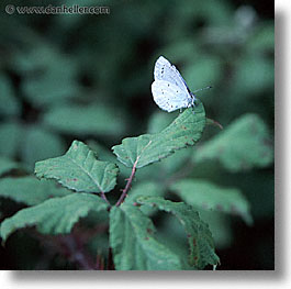 butterflies, corsica, europe, france, square format, photograph