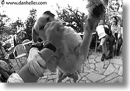 black and white, corsica, dogs, europe, france, horizontal, play, photograph