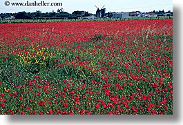 europe, farm, flowers, france, horizontal, ile de re, photograph