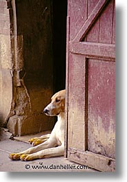 dogs, europe, france, loire valley, vertical, photograph