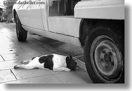 black and white, dogs, emotions, europe, flats, france, horizontal, humor, paris, photograph