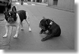 black and white, bulldogs, dogs, emotions, europe, france, french, horizontal, humor, paris, photograph