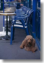 dogs, europe, france, paris, poodle, vertical, photograph