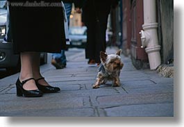 dogs, emotions, europe, feet, france, horizontal, humor, paris, shitzu, womans, photograph