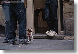 among, dogs, europe, france, horizontal, legs, paris, small, photograph